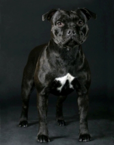 стаффордширский бультерьер